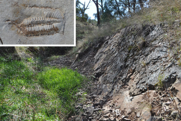 The rocky outcrop of the Wallace Shale, where Smith discovered one of the sea scorpion fragments among trilobite fossils.