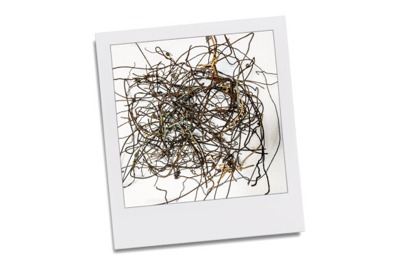 Dominique Potvin’s snap of a magpie nest made of barbed wire.