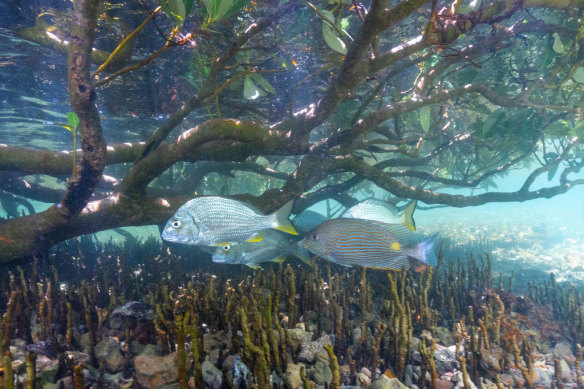 Mangroves like this one near Exmouth are an important nursery and hunting ground for multiple fish species.