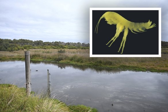 The Crystal Cave crangonyctoid had only been found in one cave in Yanchep National Park which has now dried up. Loch McNess, the main waterbody in the park, has also seen its levels drop dramatically in recent years.