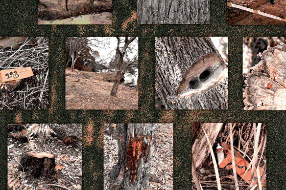 Tree vandalism increased significantly in Sydney in 2023.