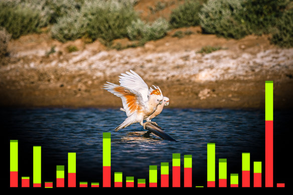 The pink cockatoo is among 144 animals, plants and ecological communities added to the threatened species list.