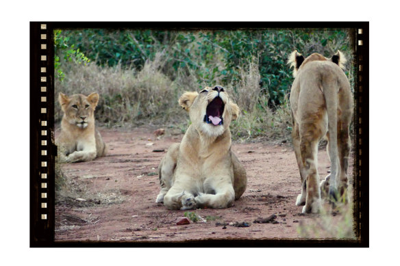 A scientist snapped this lion yawning, which prompts a nearby lion to get up and step away. 
