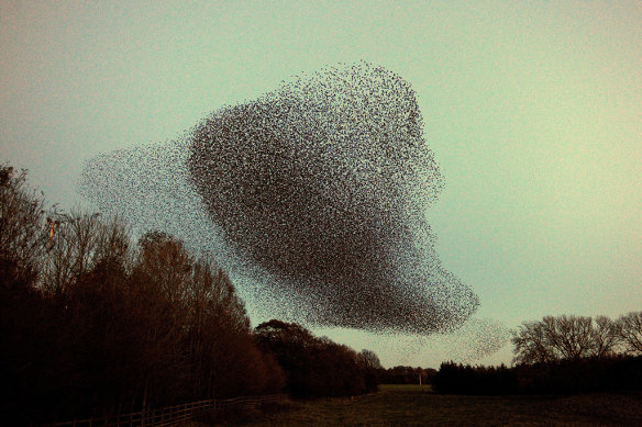 Starlings at Gretna Green in the south of Scotland in 2017.