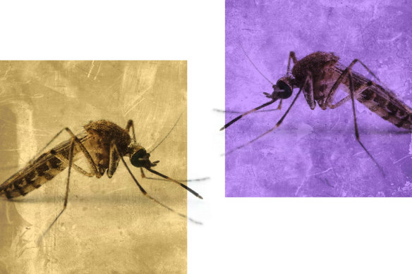 The Culex annulirostris mosquito carries Japanese encephalitis.