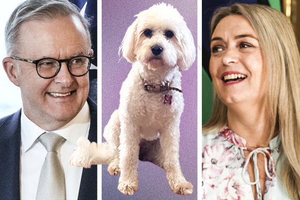 Albanese and Haydon plan to have their cavoodle, Toto, at their wedding.