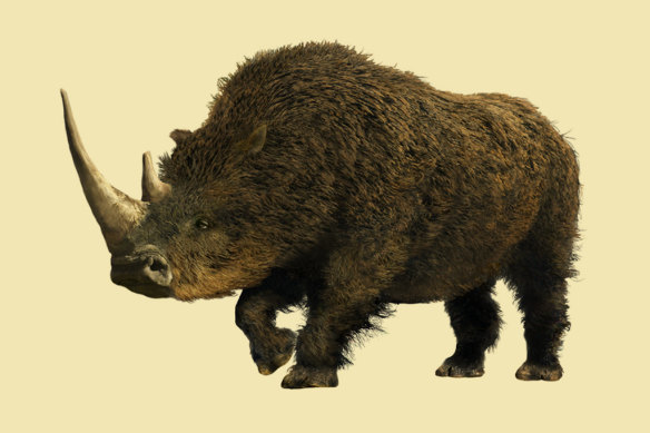 An artist’s impression of a woolly rhinoceros. 