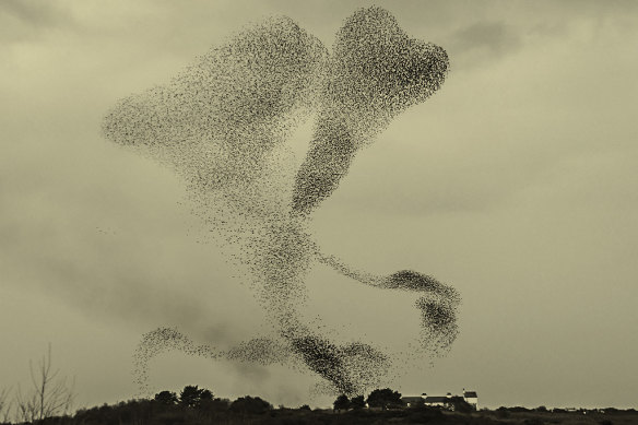 A murmuration of starlings at dusk over RSPB Minsmere Nature Reserve in Suffolk in 2018.