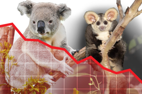 The koala and the greater glider  could both become extinct without drastic action to repair Australia’s environment.