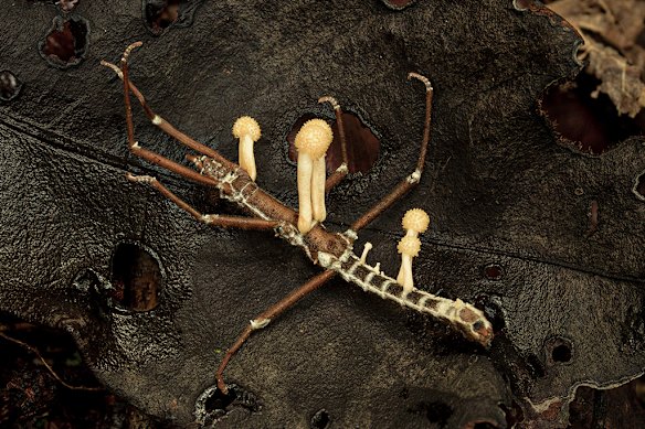 A stick bug in a tropical rainforest succumbs to a Cordyceps fungus.