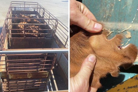 Livestock in a truck, and damage to an ear, highlighted by police as they launch an operation targeting cattle rustling in WA’s north. 