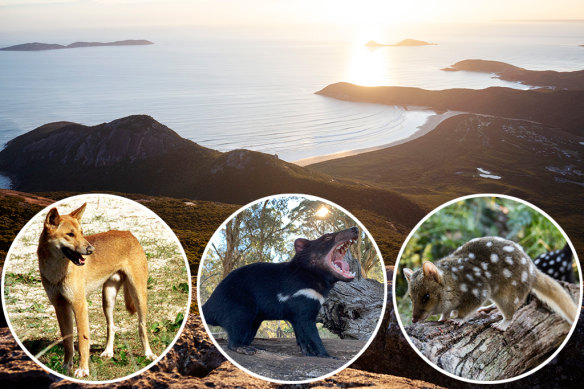 Some ecologists would like to see predators like dingoes, Tassie devils and quolls reintroduced to the Prom.