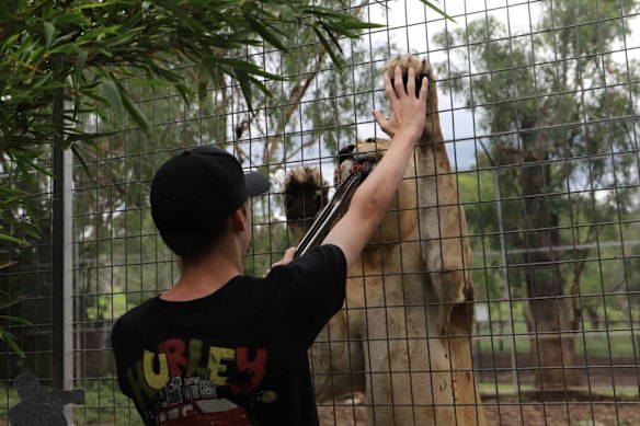 A person who has fed a lion to the zoo of the darling downs. 