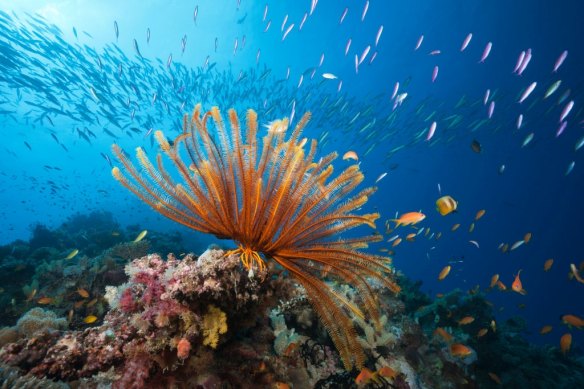 UNESCO has recommended against an immediate removal of the World Heritage status for the Great Barrier Reef.