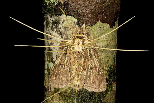 A moth killed by Cordyceps in the Ecuadorian Amazon.

