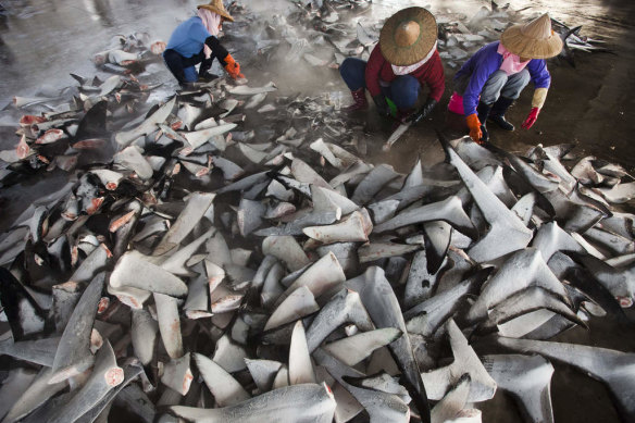 Dong Gang Fish Market in Kaohsiung, Taiwan, processes thousands of frozen shark fins a day.