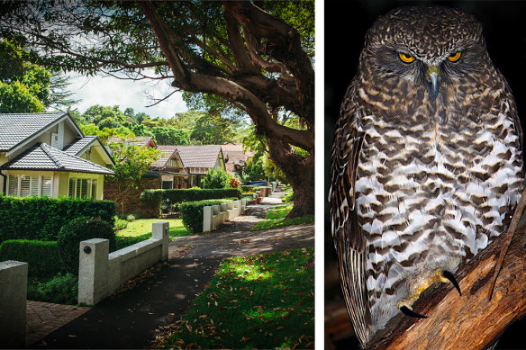 Ku-ring-gai Council says the powerful owl and other species are under threat from development.