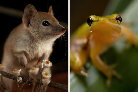 Australia’s Wild Odyssey: the mulgara is a voracious desert predator and, right, a frog found by the Groote Eylandt Bush Blitz team.