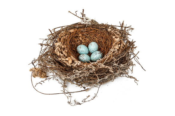 A bokmakierie nest from the London Natural History Museum’s collection of 5000 nests. 