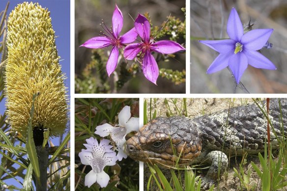 The Greater Brixton Street Wetlands contains more than 500 species of flora but is under pressure from industrial development. A mosaic of soils and a complex water system is said to be the reason for the richness of different species.