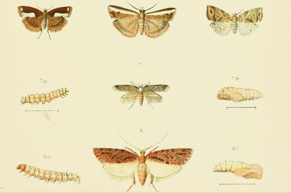 Moths and caterpillars illustrated in George Vernon Hudson’s manual of New Zealand insects, 1892. 