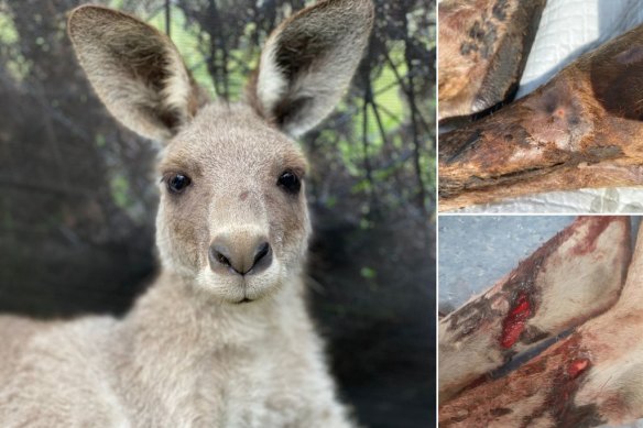 Dolores sustained injuries on a barbed wire fence in October 2020. 