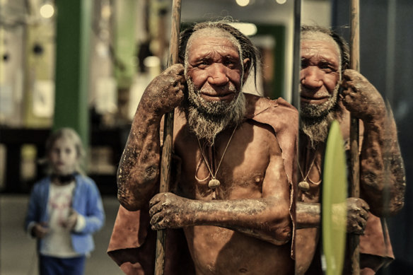 A reconstruction of a Homo neanderthalensis at the Neanderthal Museum in Mettmann in Germany.