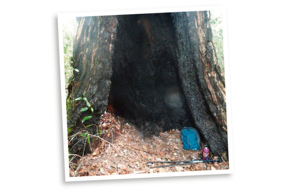 The tree hollow where Madeleine slept on the first night. 