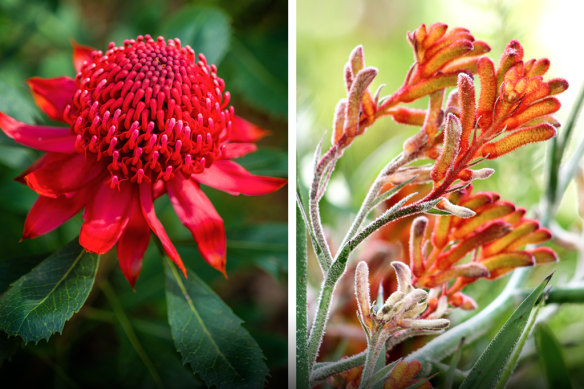 The waratah (left) is NSW’s floral emblem; the WA emblem is the kangaroo paw.