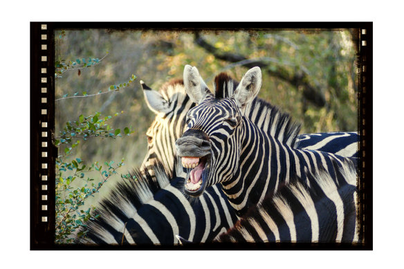 On a field trip in Africa, an Italian expert on yawning captured this zebra in the act.