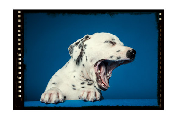 Stress and boredom are two triggers, but could yawning also signal a shift in our inner state?  