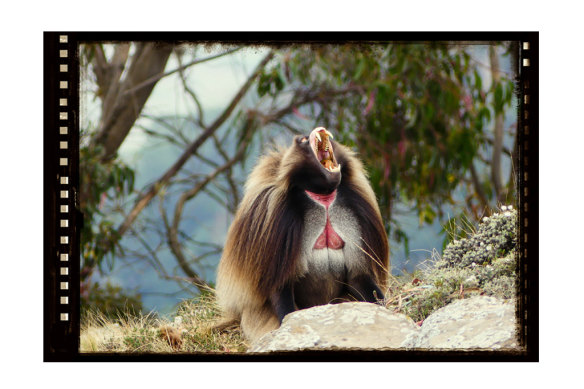Not screeching but yawning: a gelada monkey in Africa.