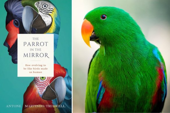 Antone Martinho-Truswell’s book describes parrots as “nature’s other attempt at extraordinary intelligence”.