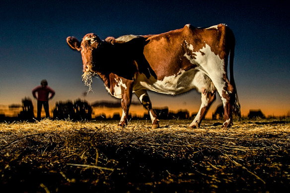 Cows cope with the clock change, eventually.