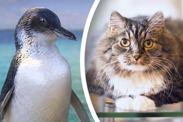 A cluster of little penguin deaths from 2011-12 have been linked to cat faeces.