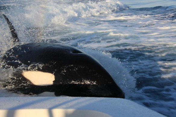 Orcas surf in the wake of a fishing boat off the coast of Loreto, in Baja, Mexico.