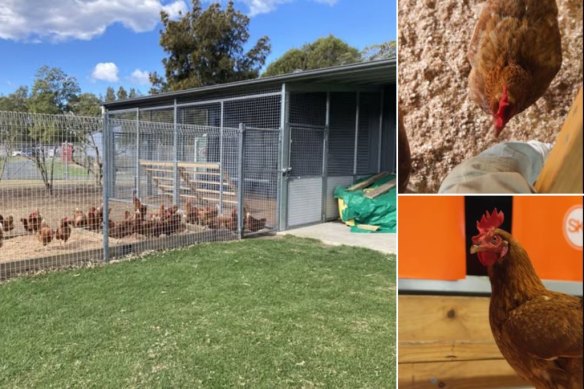 Some of the animals at the Eco Hub at Corrimal High School. 