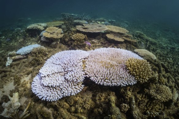 Bleaching has been observed in the Exmouth Gulf at Bundegi as well as the Dampier Archipelago and Kimberley regions recently.