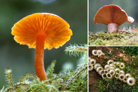 Clockwise, from main: Hygrocybe miniata, pine mushroom and mushrooms in Chile’s Villarrica National Park.