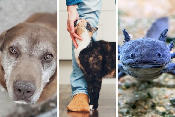 From arthritic dogs to sickly cats and axolotls, literature helps us understand our non-human companions.