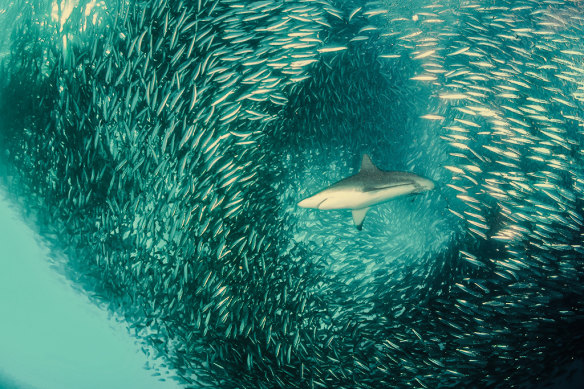 A shark swims through a ball of sardines off the east coast of South Africa.