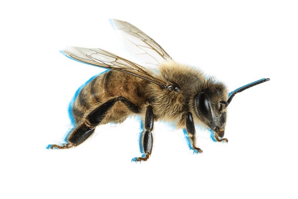 A European honey bee.