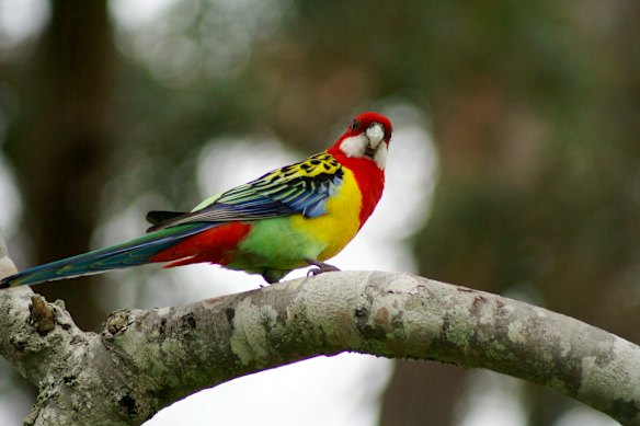Eastern Rosellas song: How seven-year-old Miles Phillips’ viral song ...