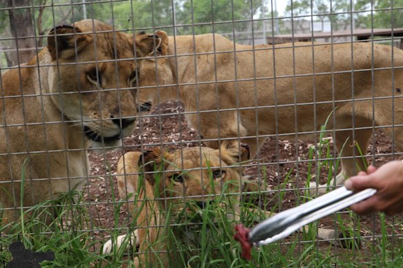 A person feeds the lions to the zoo of the honey.