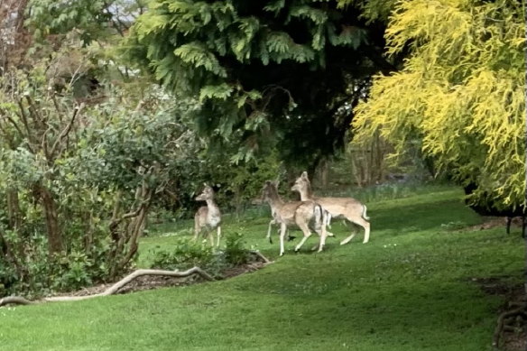 Deer in residential gardens in the Dandenongs.
