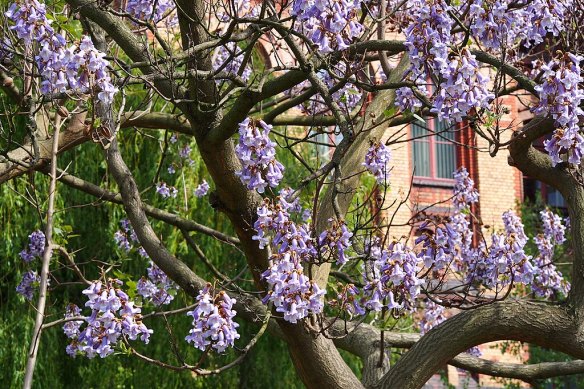 I discovered the 20-metre tree in our yard is a Paulownia, which is described as “your worst garden nightmare”.