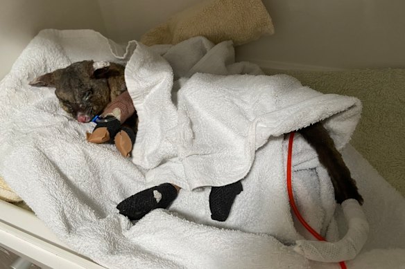 One particularly challenging case was a possum affectionately named Ash. She remained in care for about nine months, receiving both intensive veterinary treatment and rehabilitation, before finally being released. 