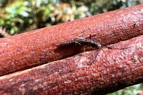 Despite its name, the Mount Donna Buang wingless stonefly cannot, in fact, fly.