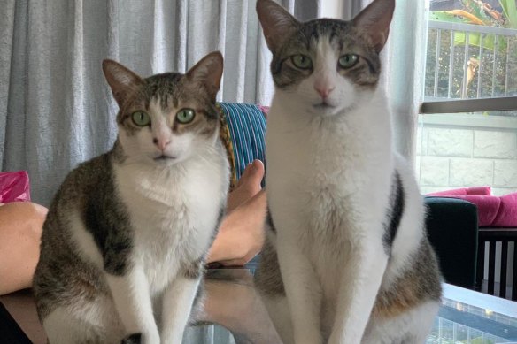 Malaysian street cats Kucing, left, and Amal. 