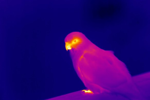 A thermal image of a king parrot shows heat coming off its beak. Some animals use their appendages - beaks, ears, tails - to release excess heat. 